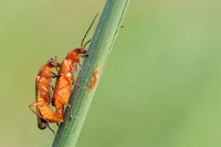 Mammiferi